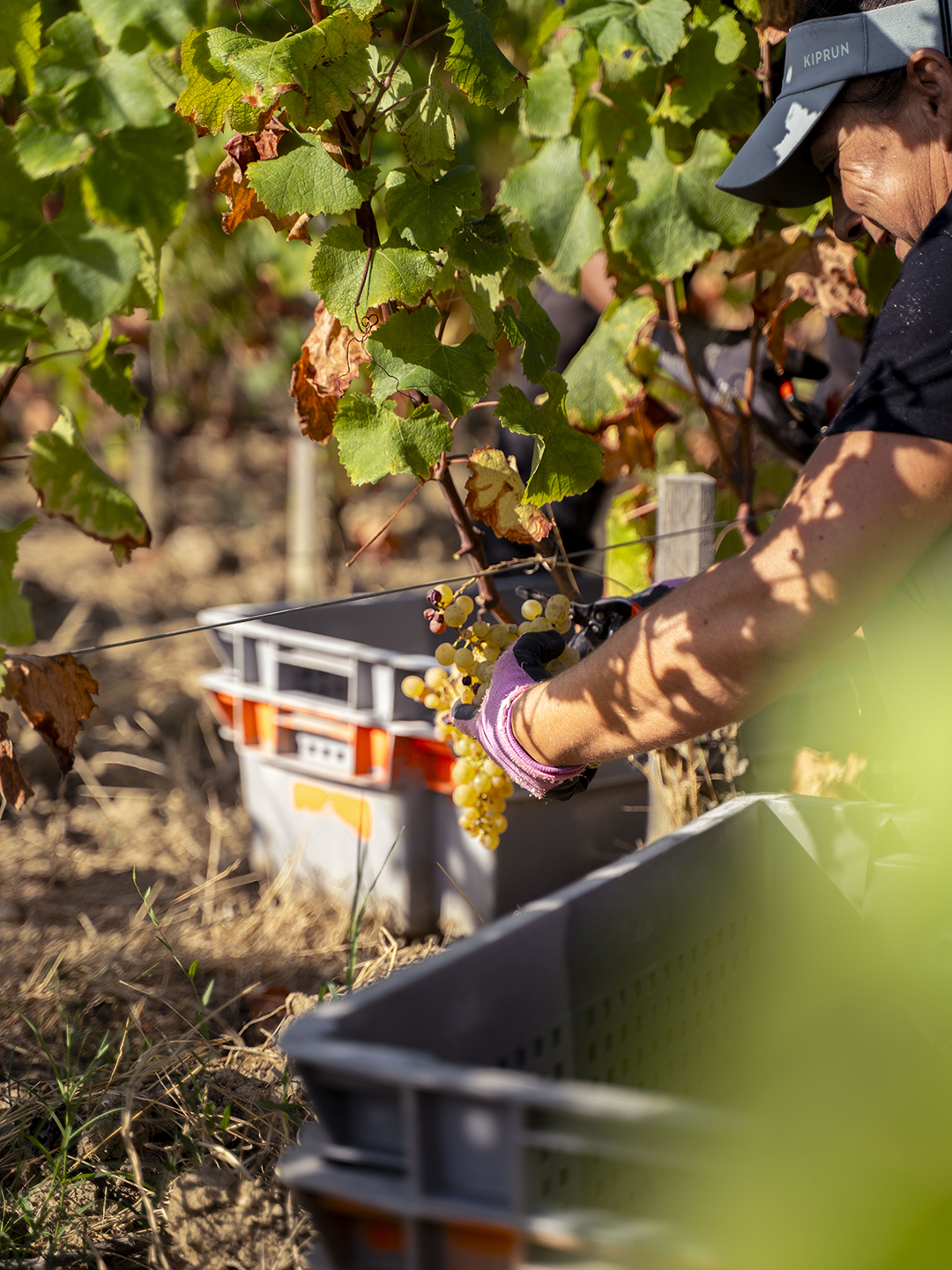 Vendanges 2025 - Château Pape Clément Blanc Vendanges 2025 - Château Pape Clément Blanc