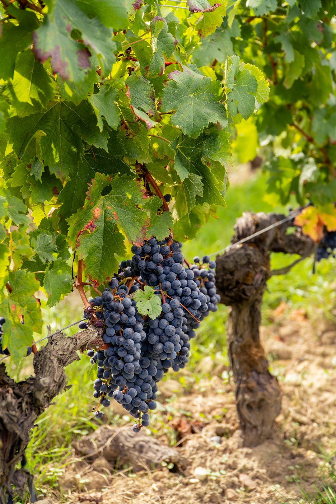 Vendanges 2025 - Château Pape Clément Vendanges 2025 - Château Pape Clément