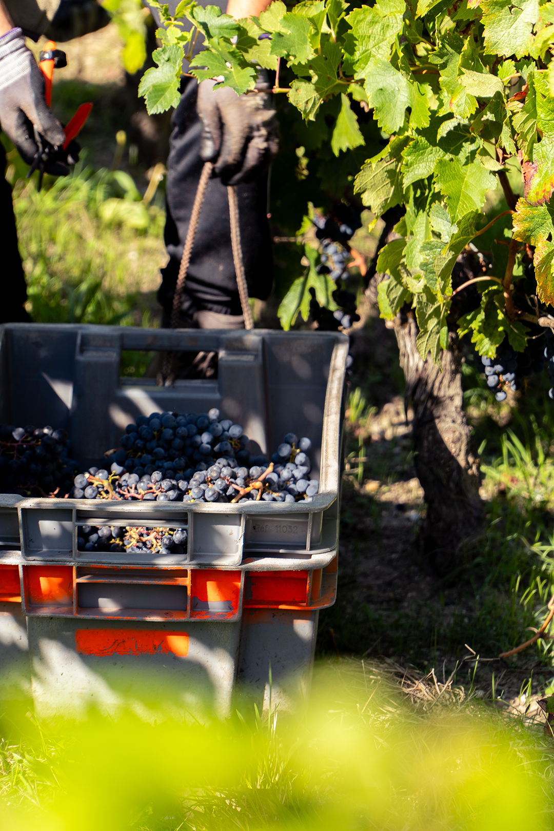 Vendanges 2025 Château Pape Clément Vendanges 2025 Château Pape Clément