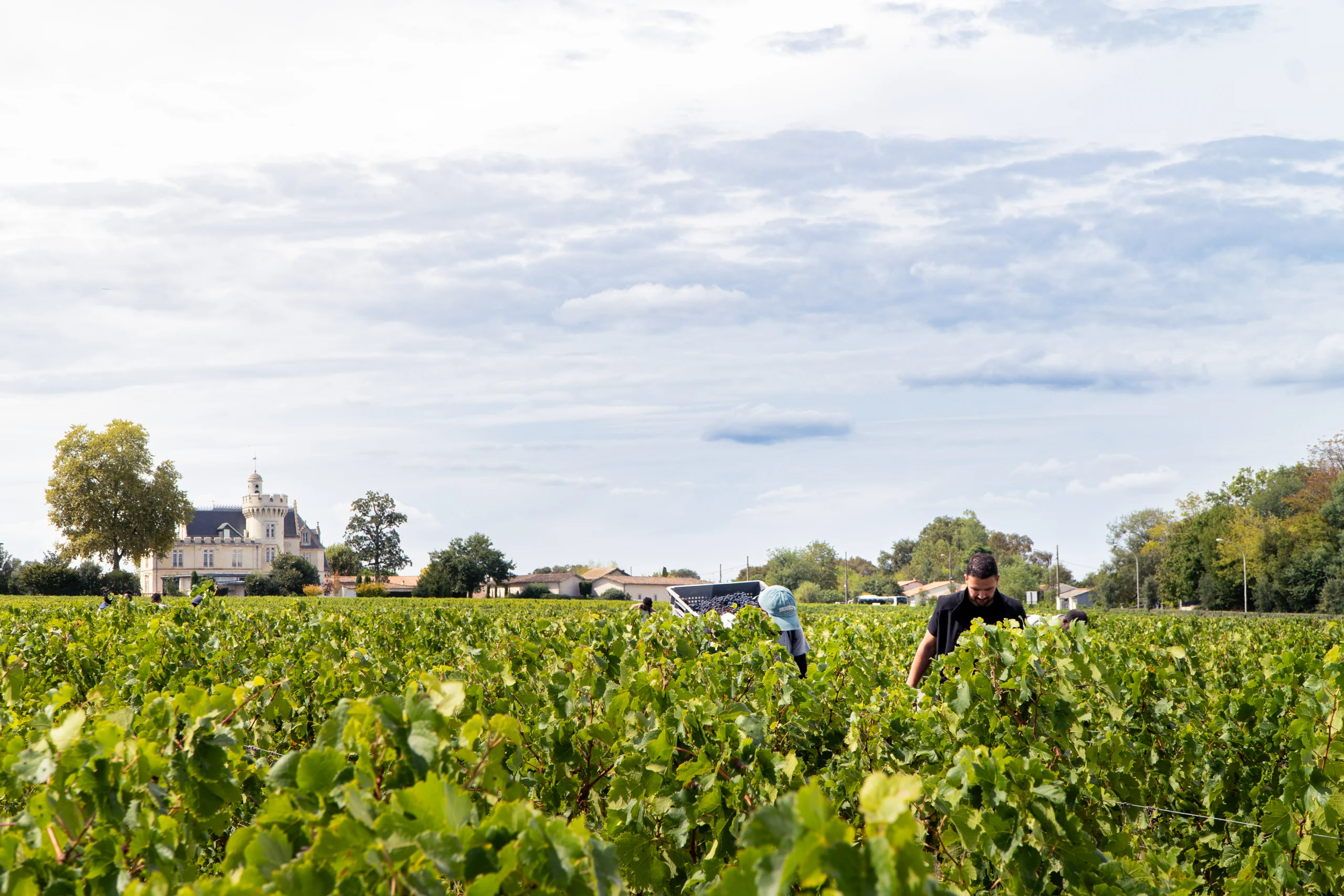 Vendanges 2025 - Château Pape Clément Vendanges 2025 - Château Pape Clément