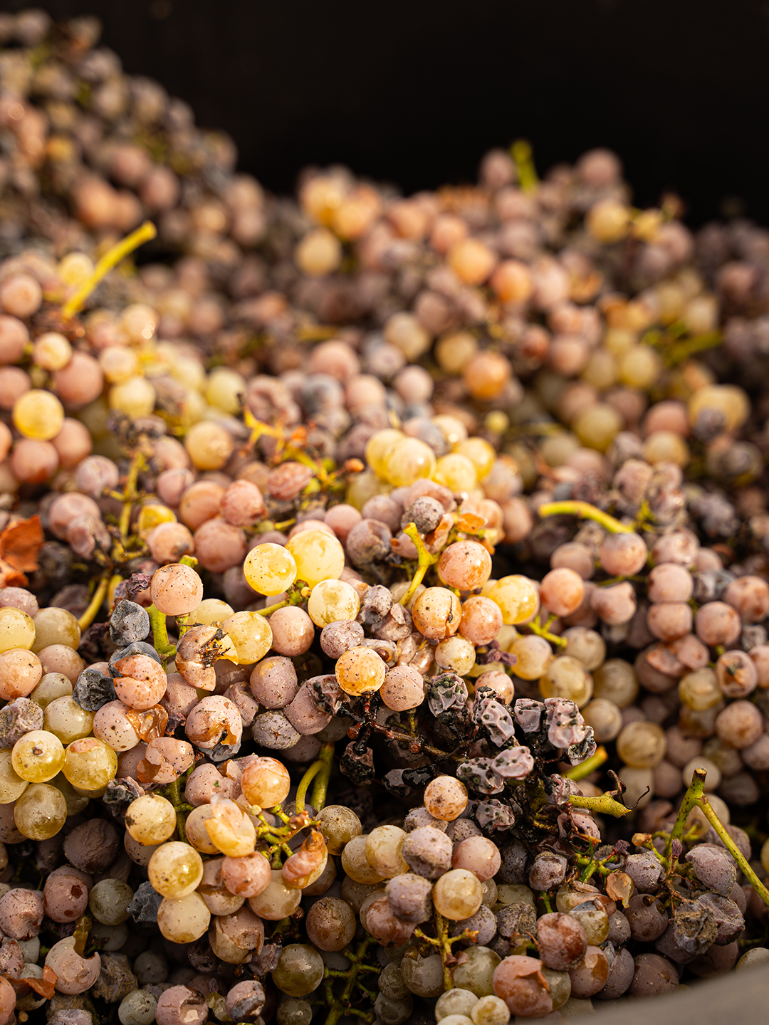 Vendanges 2025 - Clos Haut-Peyraguey Vendanges 2025 - Clos Haut-Peyraguey