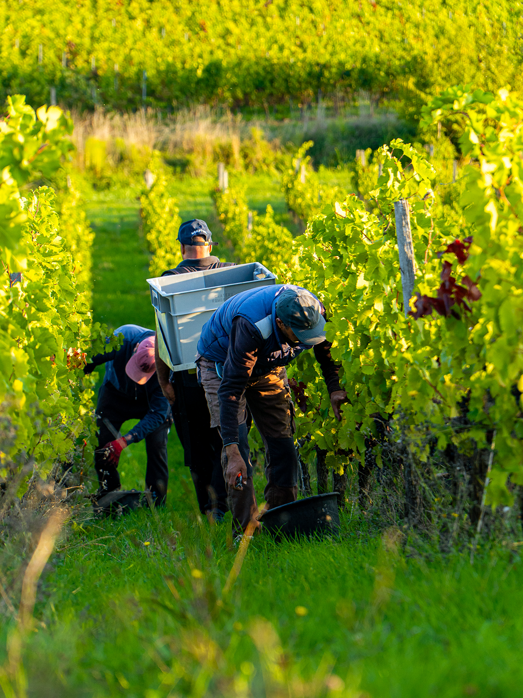 Vendanges 2025 Fombrauge Rouge Vendanges 2025 Fombrauge Rouge