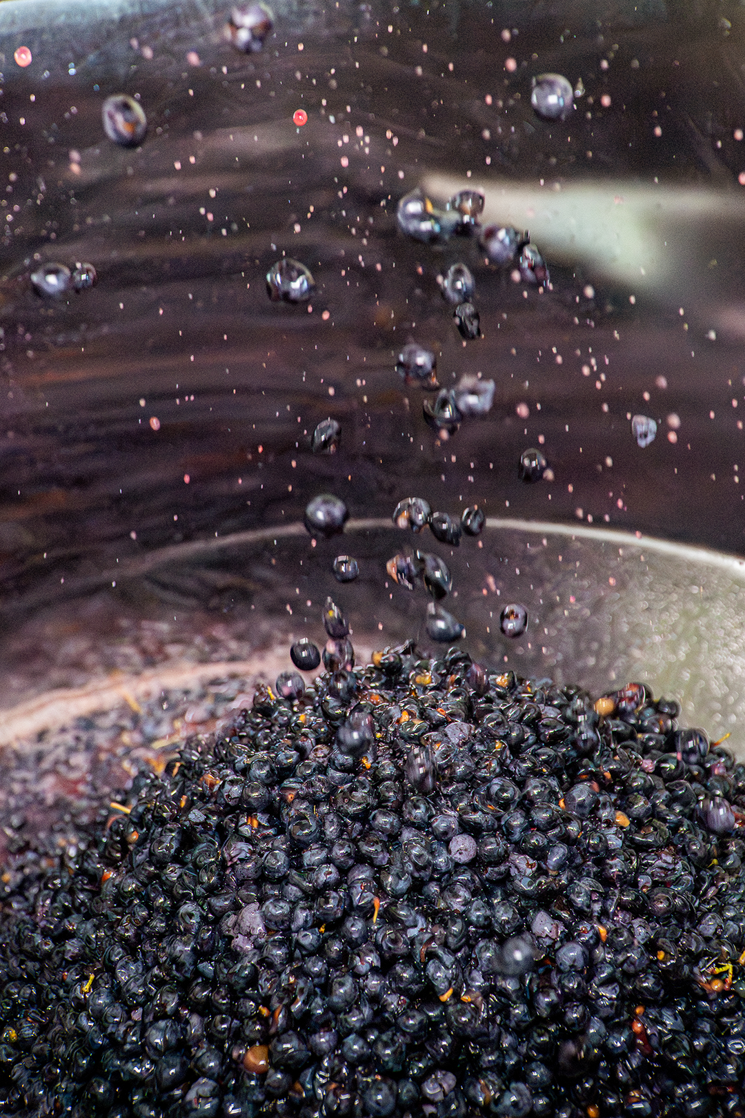 Vendanges 2025 - Trieur optique Vendanges 2025 - Trieur optique