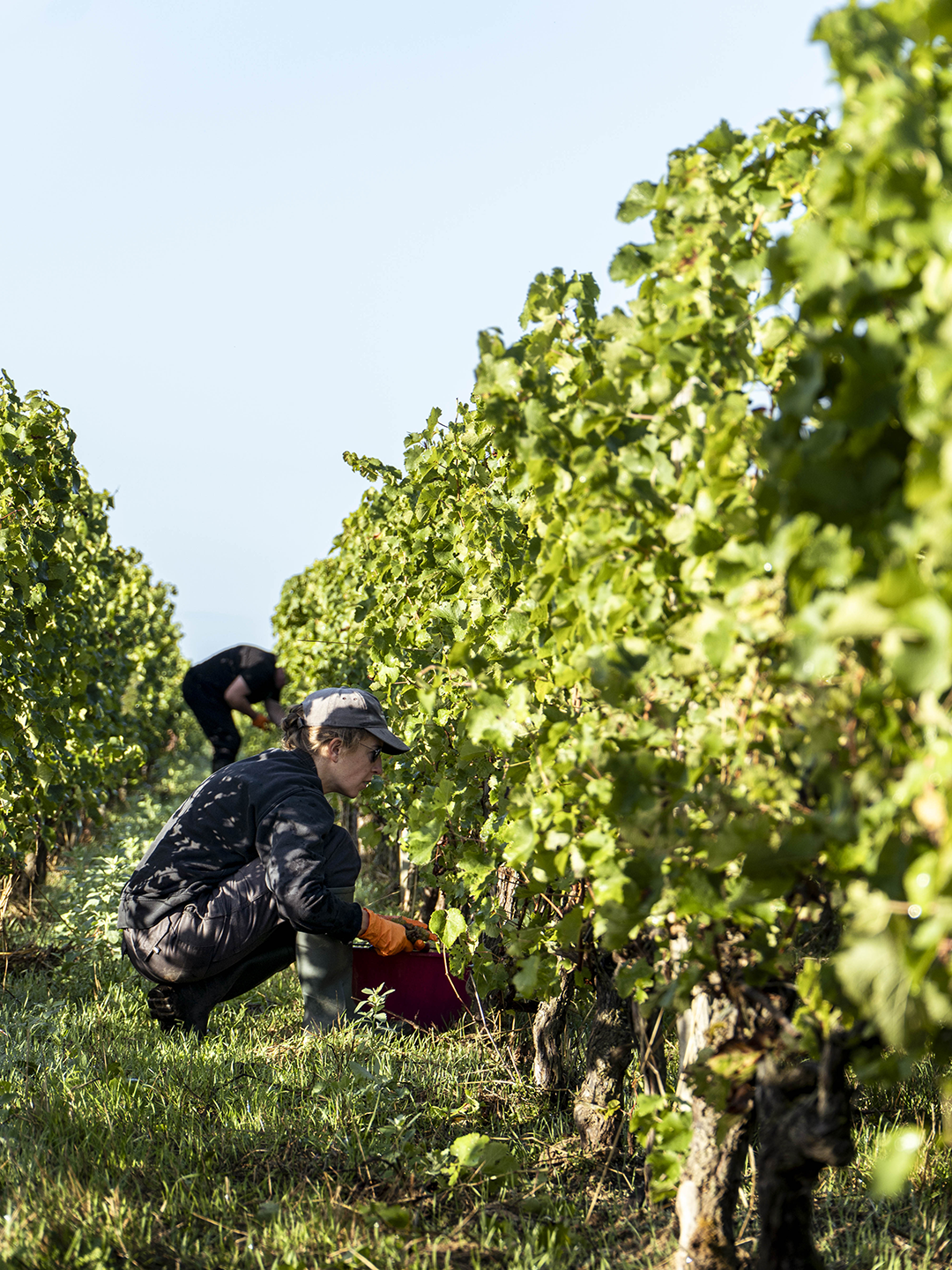 Vendanges 2025 - La Tour Carnet Blanc Vendanges 2025 - La Tour Carnet Blanc