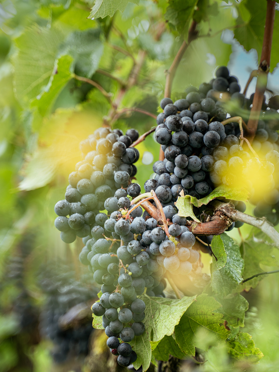 Vendanges 2025 - La Tour Carnet Rouge Vendanges 2025 - La Tour Carnet Rouge