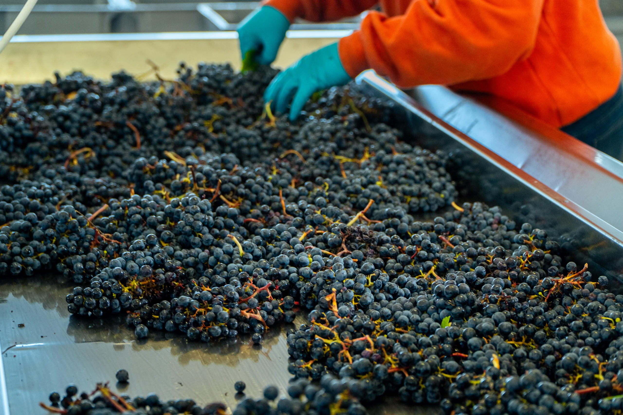 Vendanges 2025 - Trieur optique Vendanges 2025 - Trieur optique