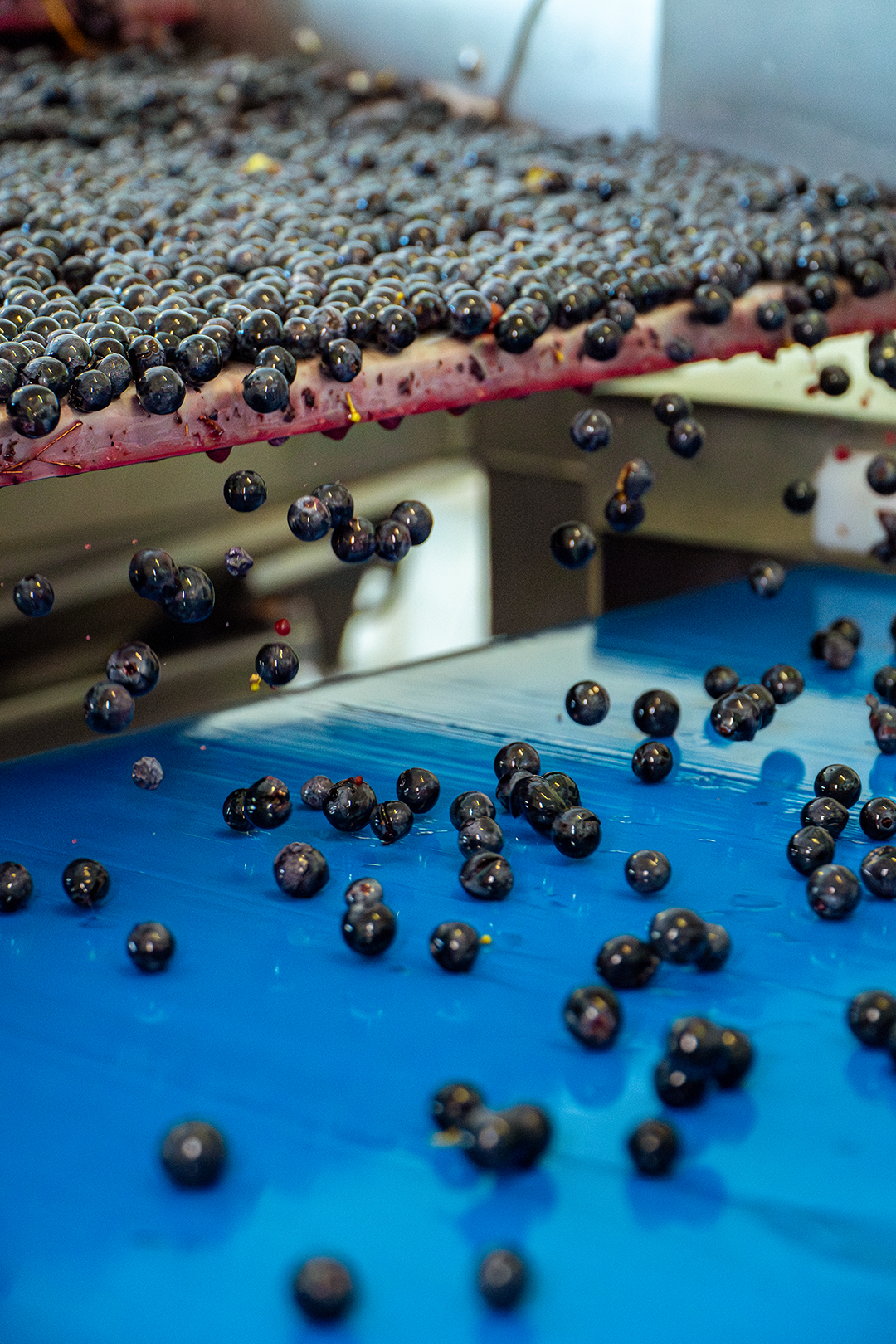 Vendanges 2025 - Trieur optique Vendanges 2025 - Trieur optique